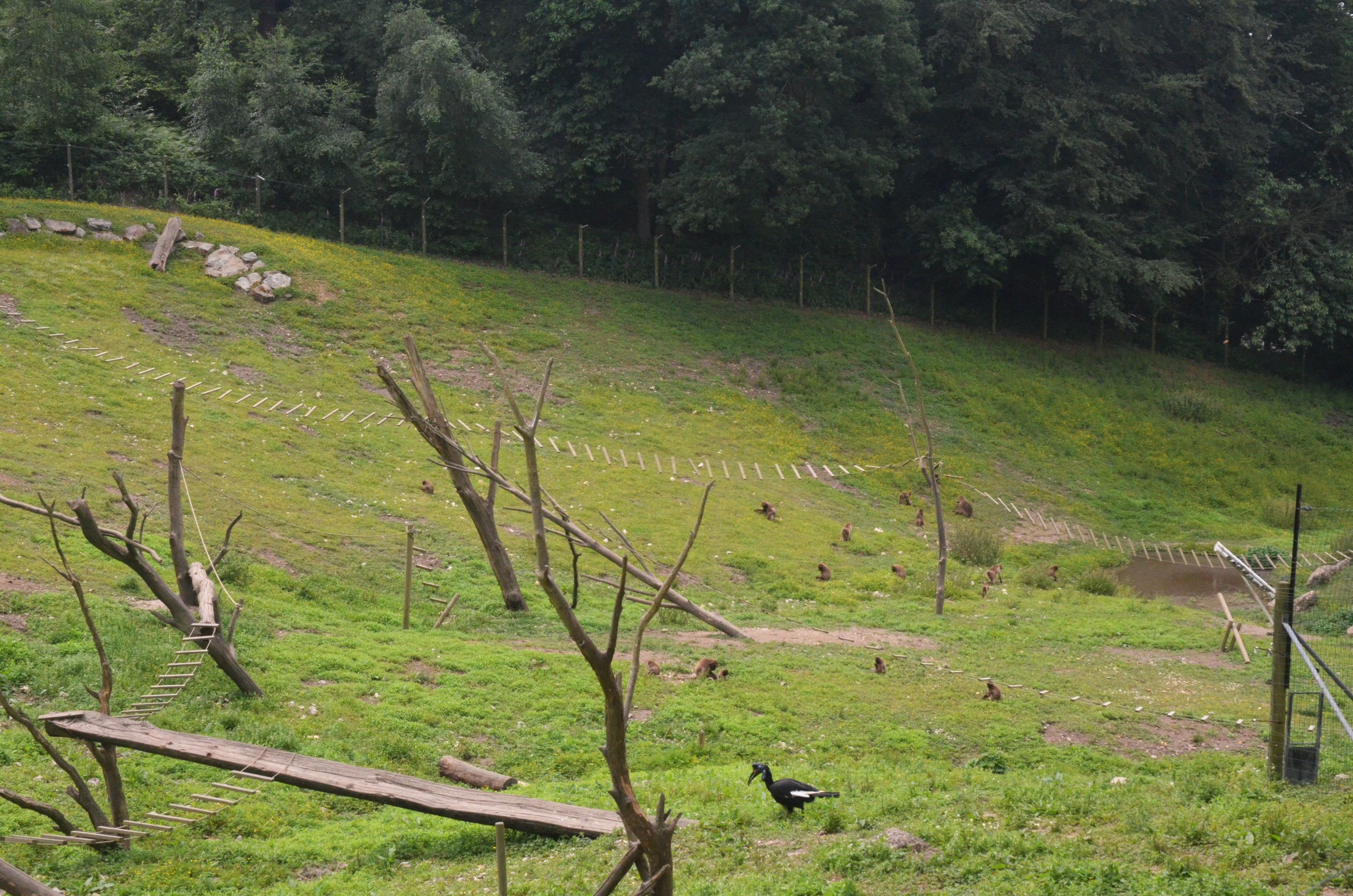 Gelada and Hornbill Enclosure at CERZA, 10/06/18