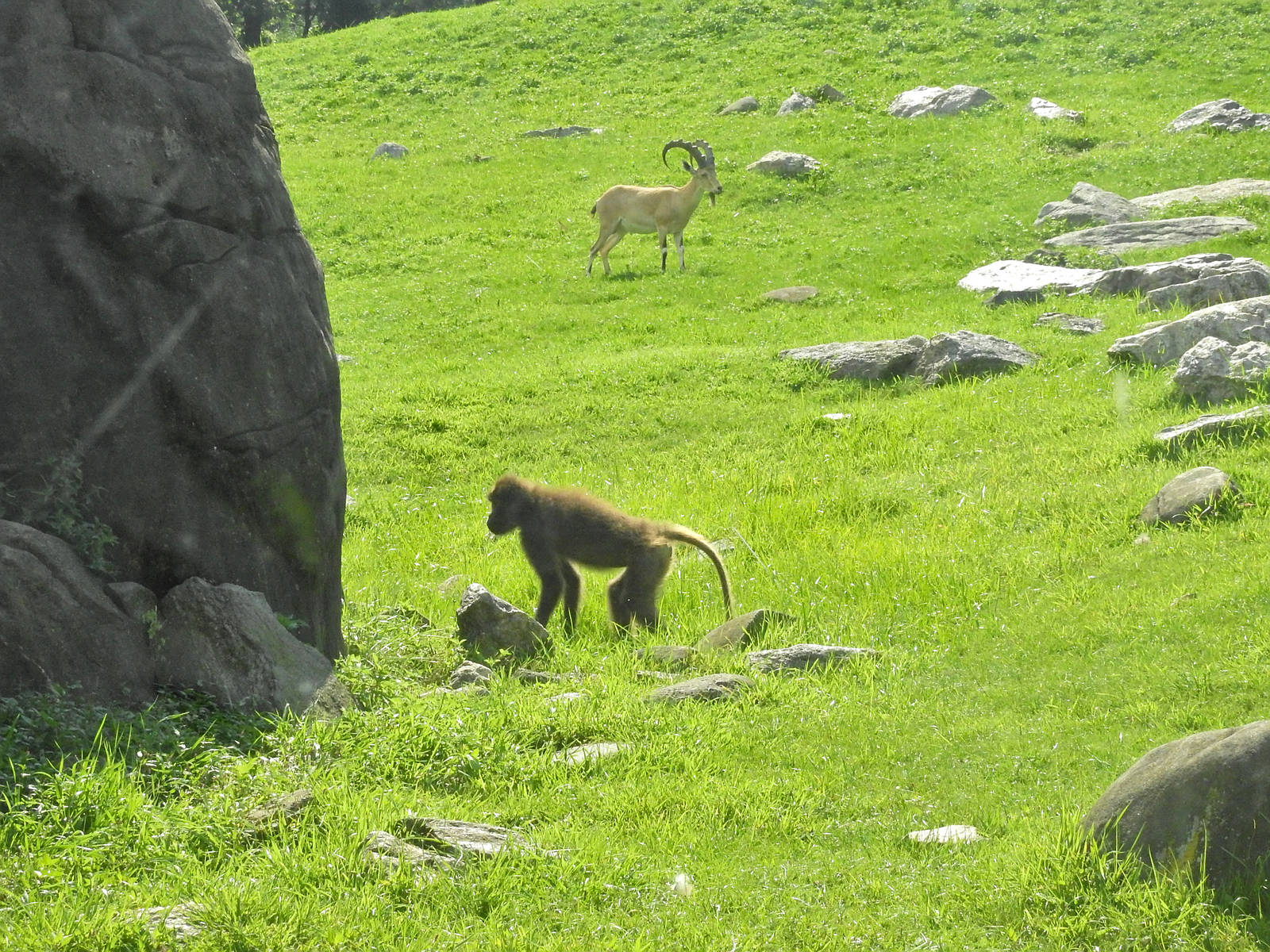 Gelada and Ibex