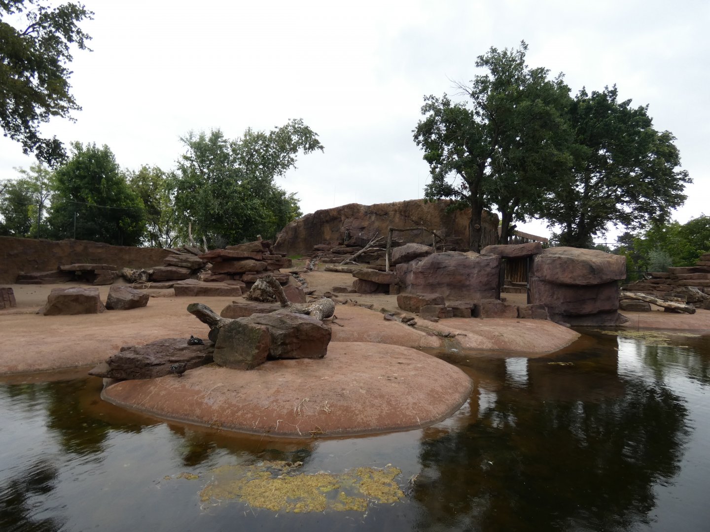 Gelada and Nubian Ibex enclosure