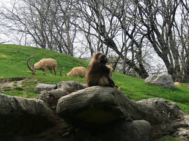 Gelada and Nubian ibex