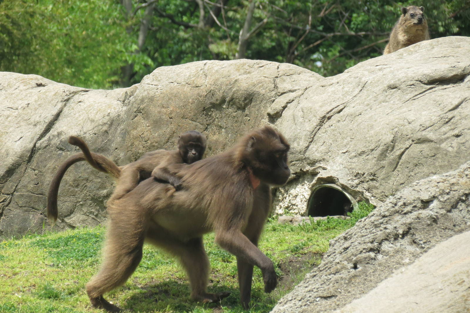 Gelada and Rock Hyrax