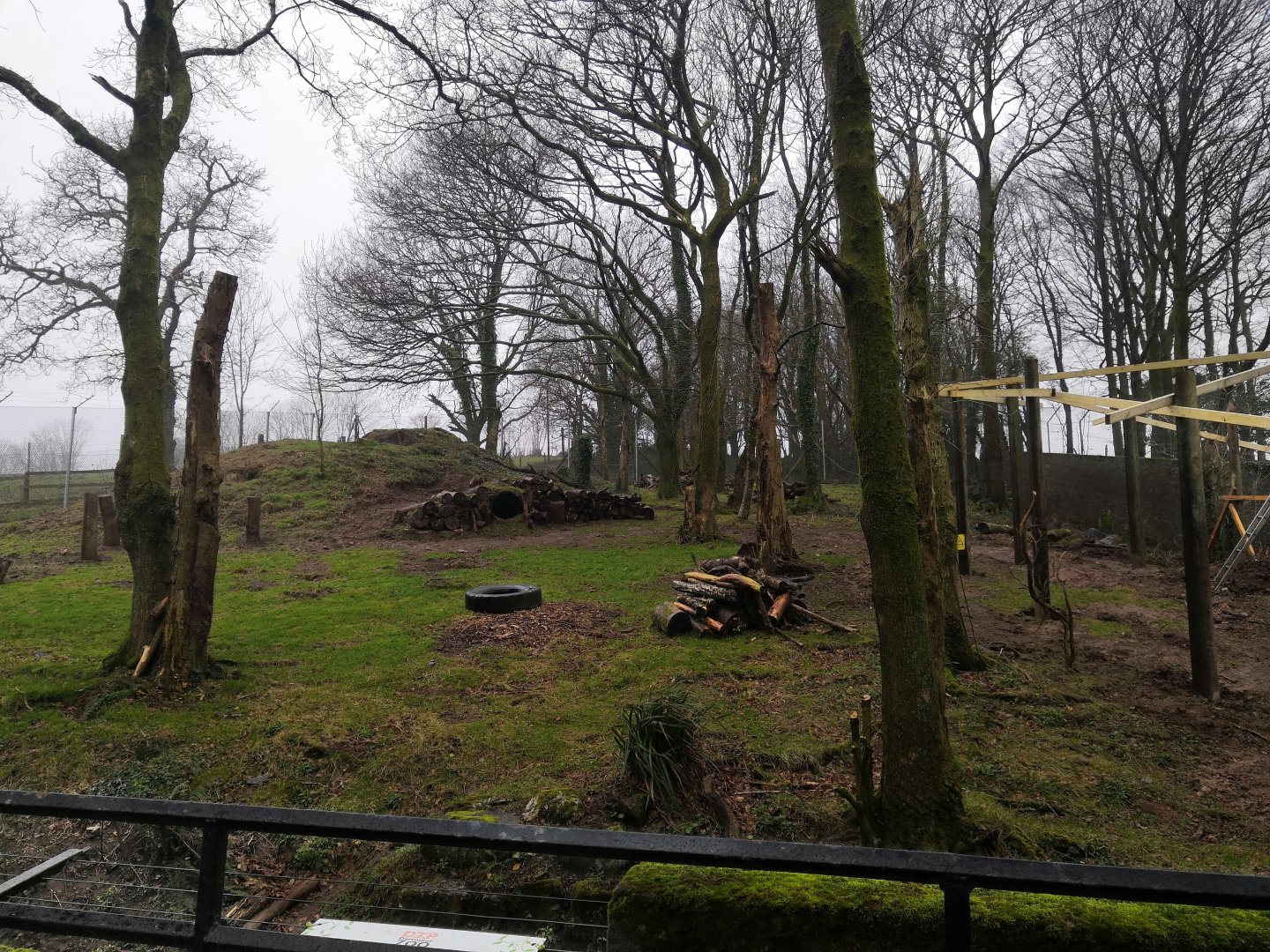 Gelada are coming to dartmoor zoo in the old bear enclosure