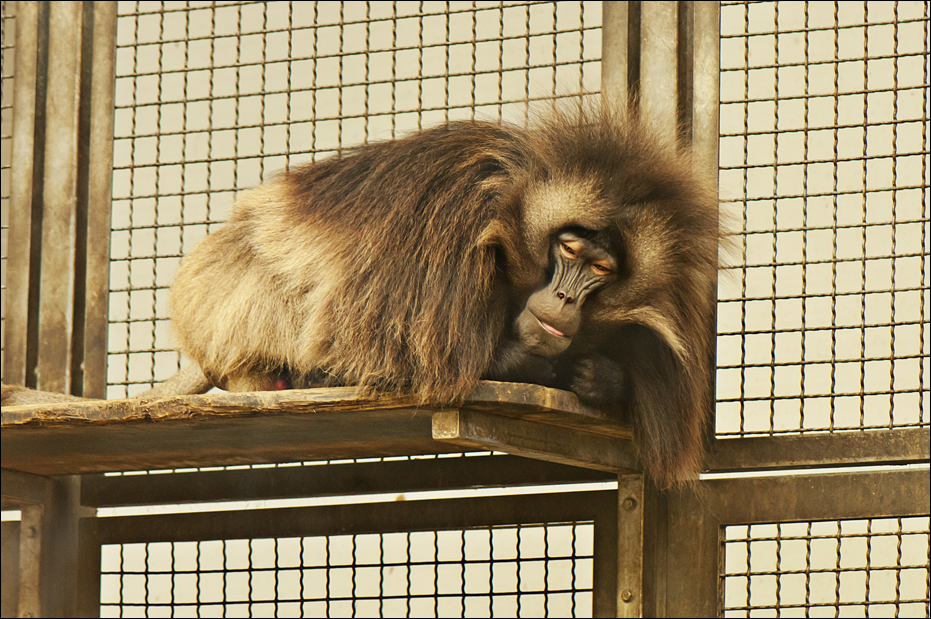Gelada at Berlin Tierpark