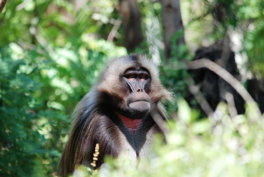 Gelada at Debre Libanos Gorge, Ethiopia, 18/10/14