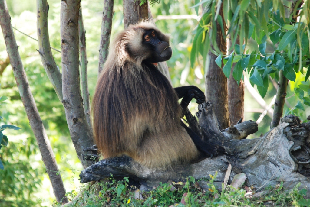 Gelada at Debre Libanos Gorge, Ethiopia, 18/10/14