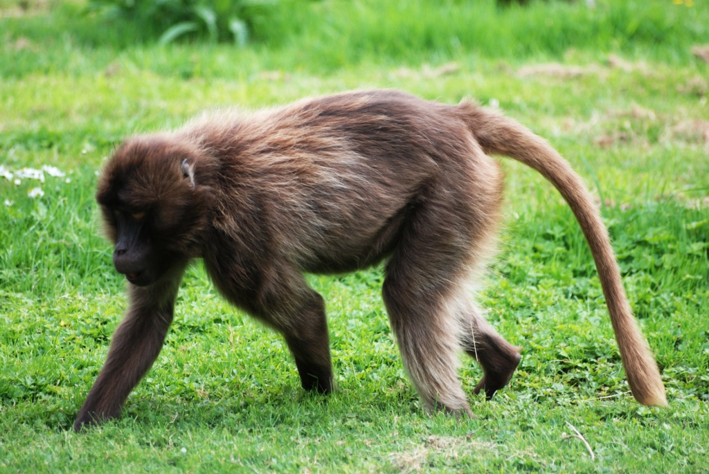 Gelada at Howletts, 30/08/14