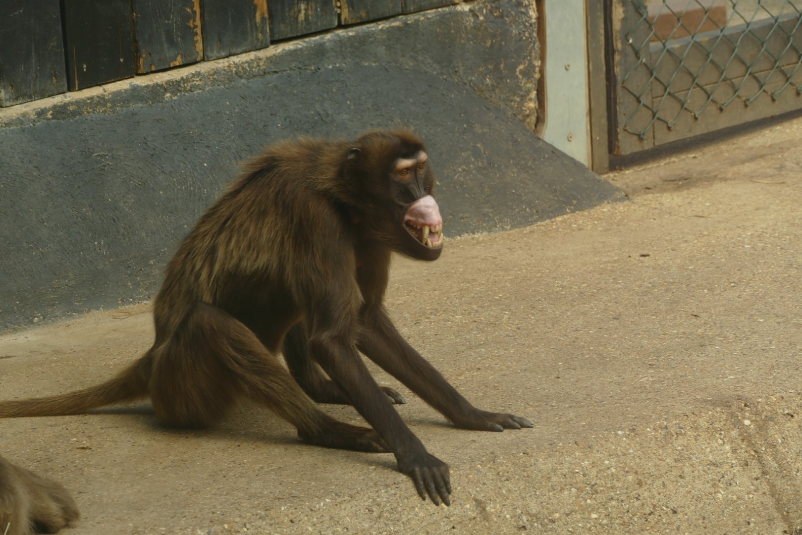 Gelada, August 2021