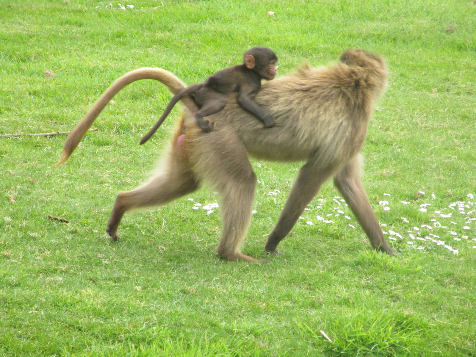 Gelada Baboon - 2/5/15