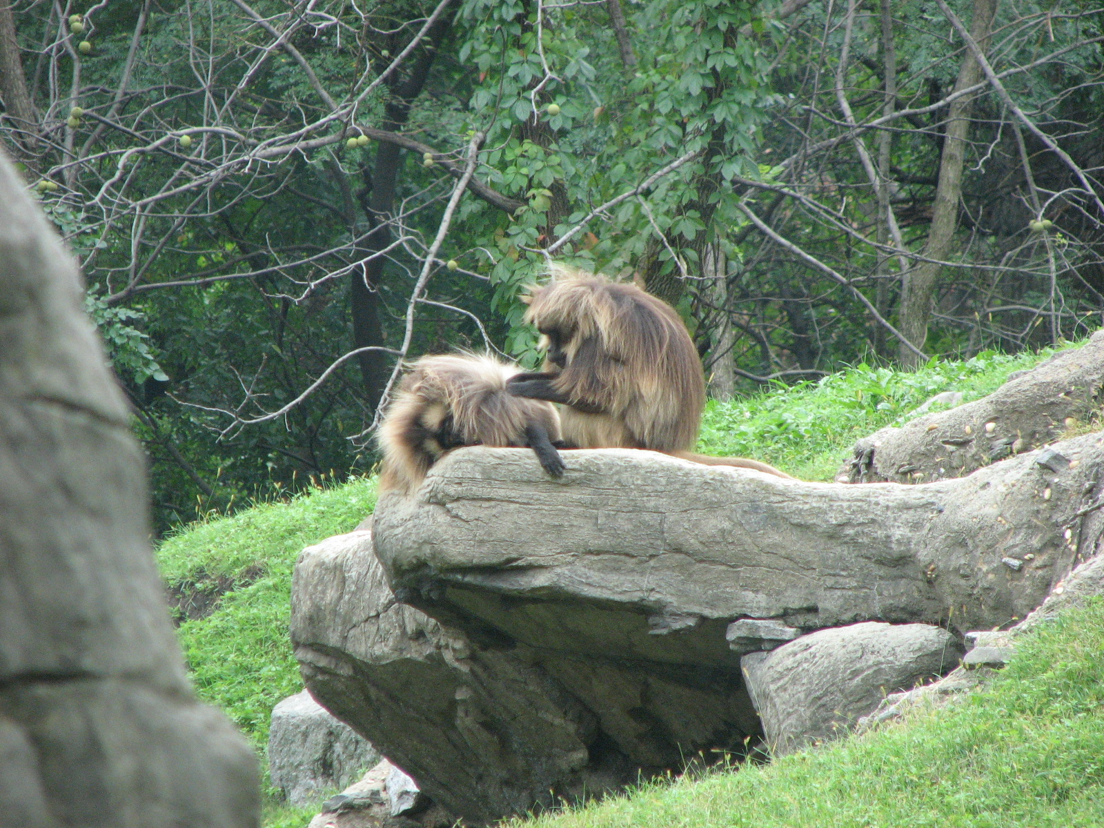 Gelada Baboon 2011