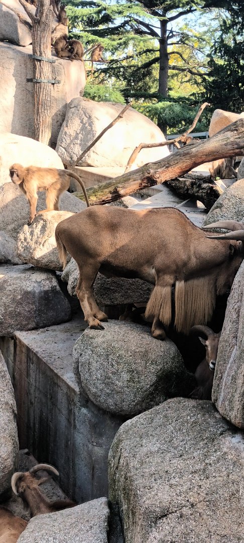 Gelada Baboon and Aoudad