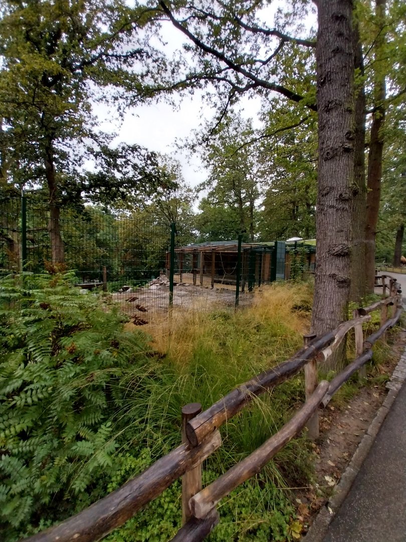 Gelada baboon and West Caucasian Tur enclosure