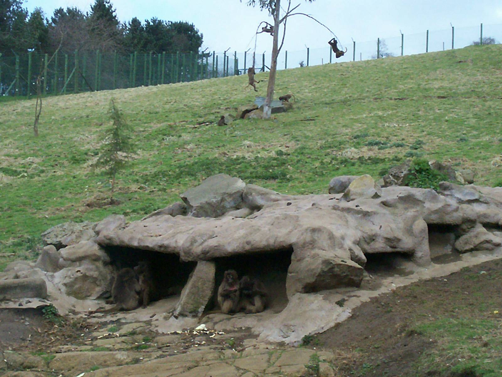 Gelada baboon at Edinburgh zoo