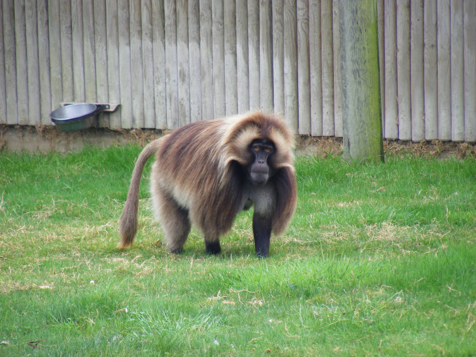 Gelada baboon at Howletts Wild Animal Park, 4 September 2011