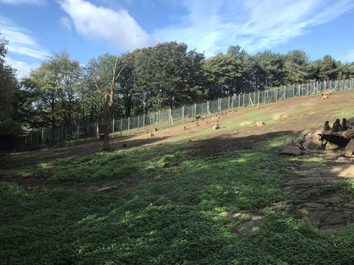 Gelada baboon enclosure (2)