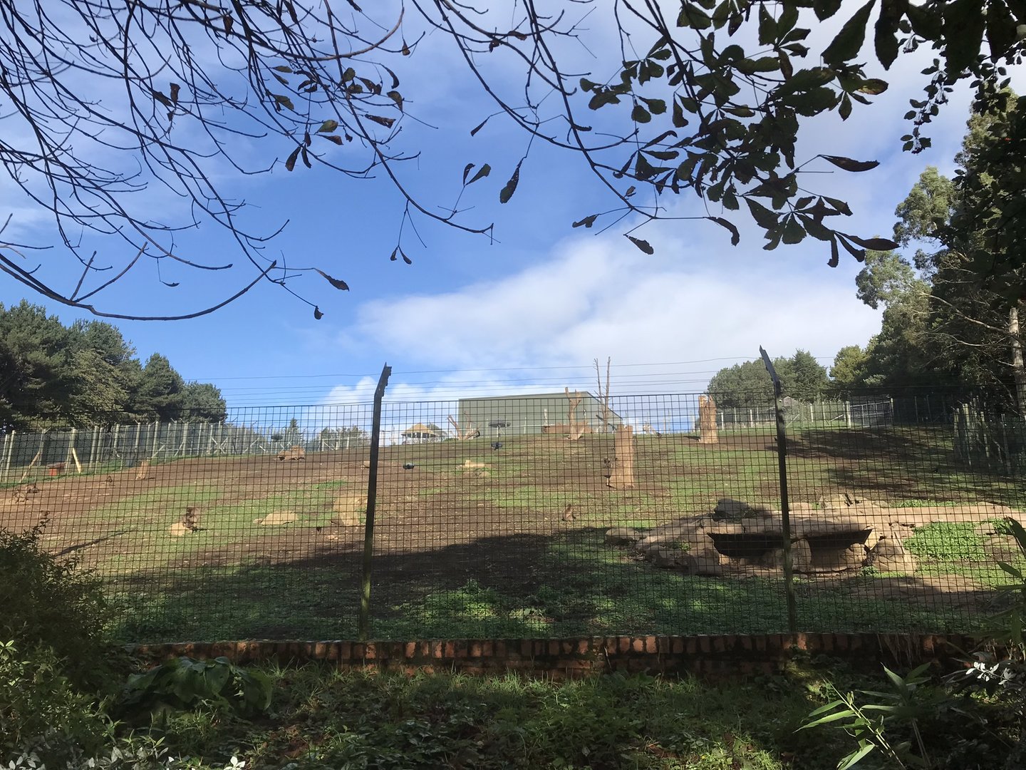 Gelada baboon enclosure (3)