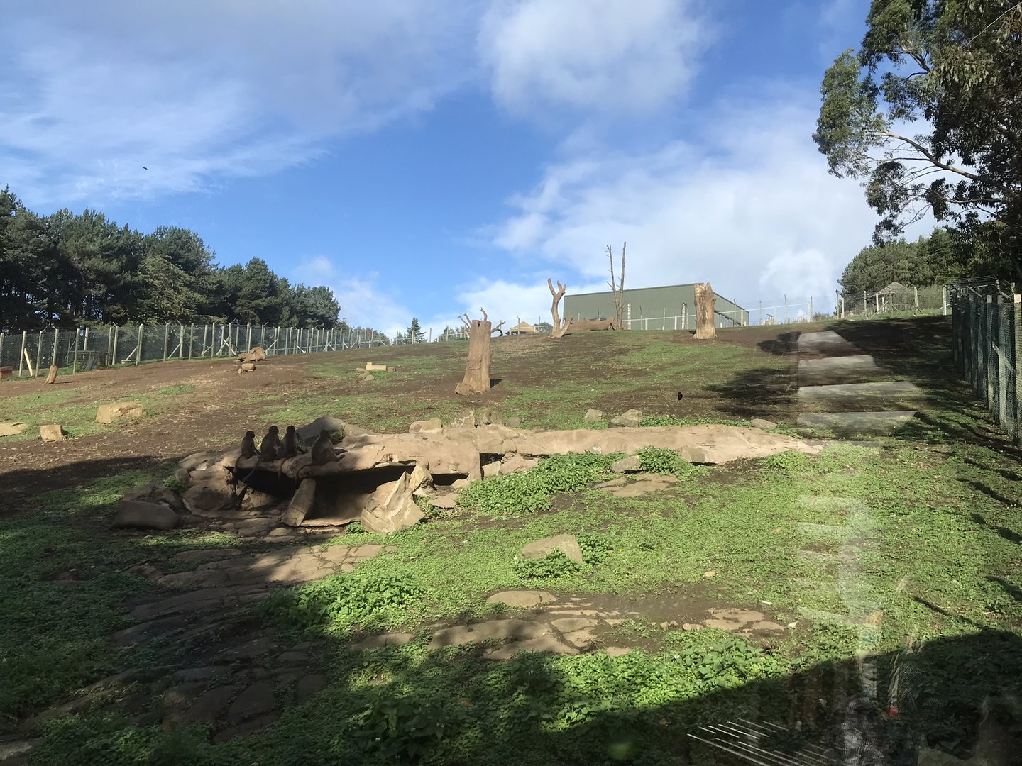 Gelada baboon enclosure