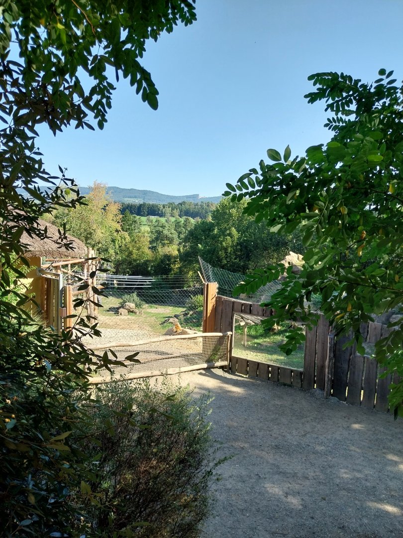 Gelada baboon enclosure