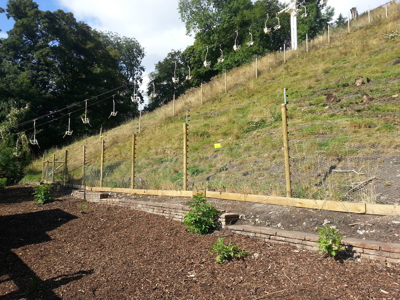 Gelada Baboon exhibit