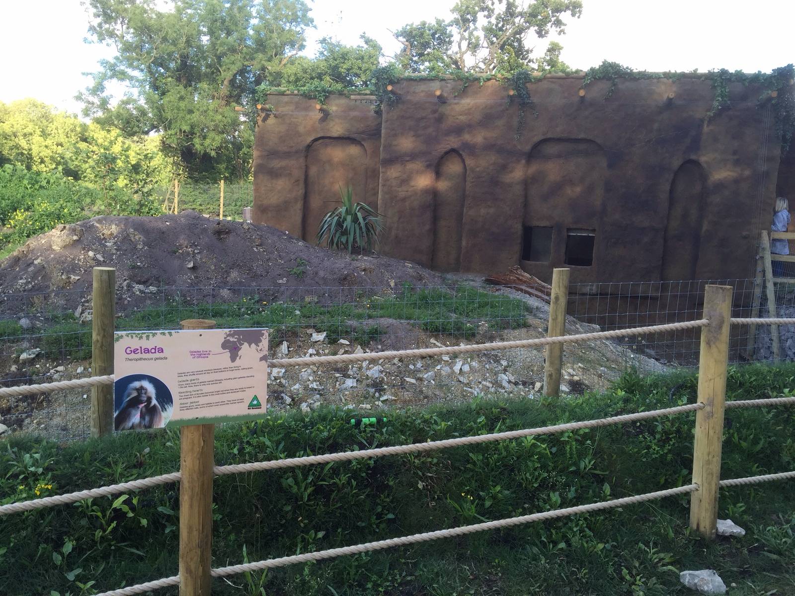 Gelada Baboon Exhibit