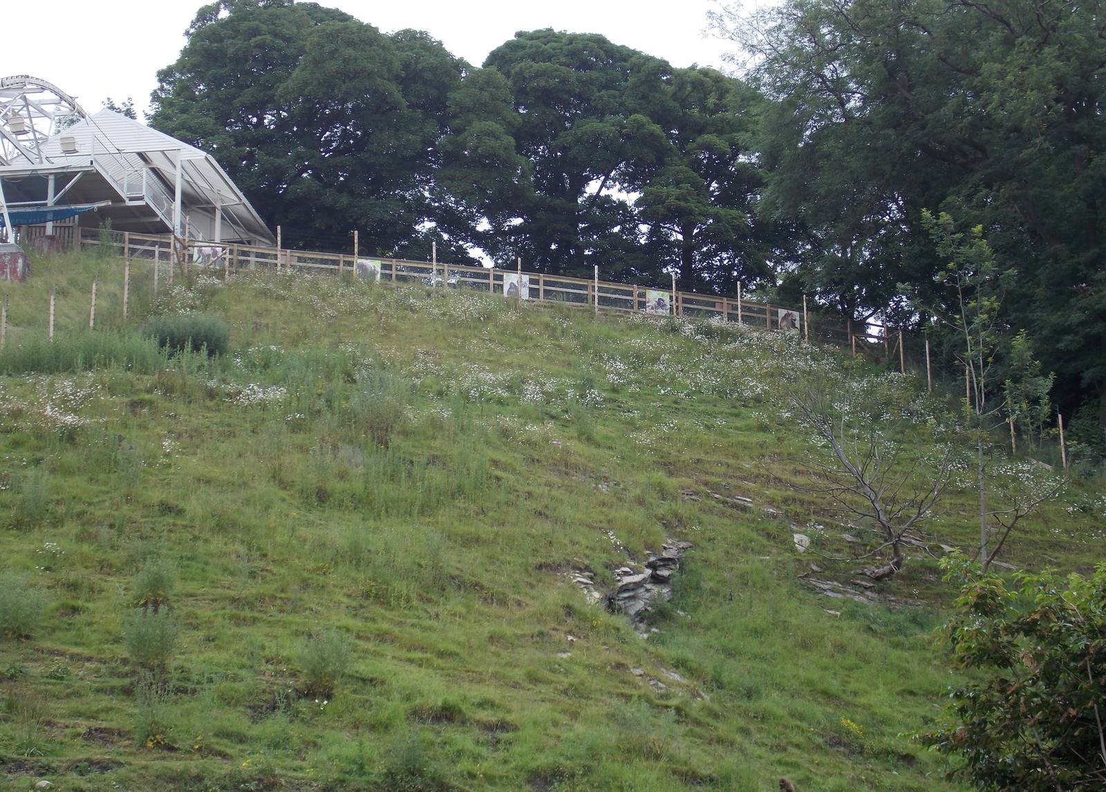 Gelada Baboon hillside