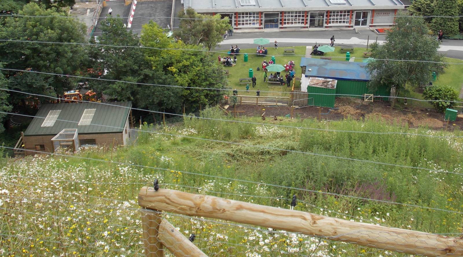 Gelada Baboon Hillside