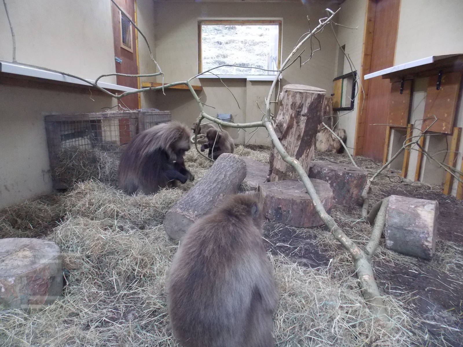 Gelada baboon house