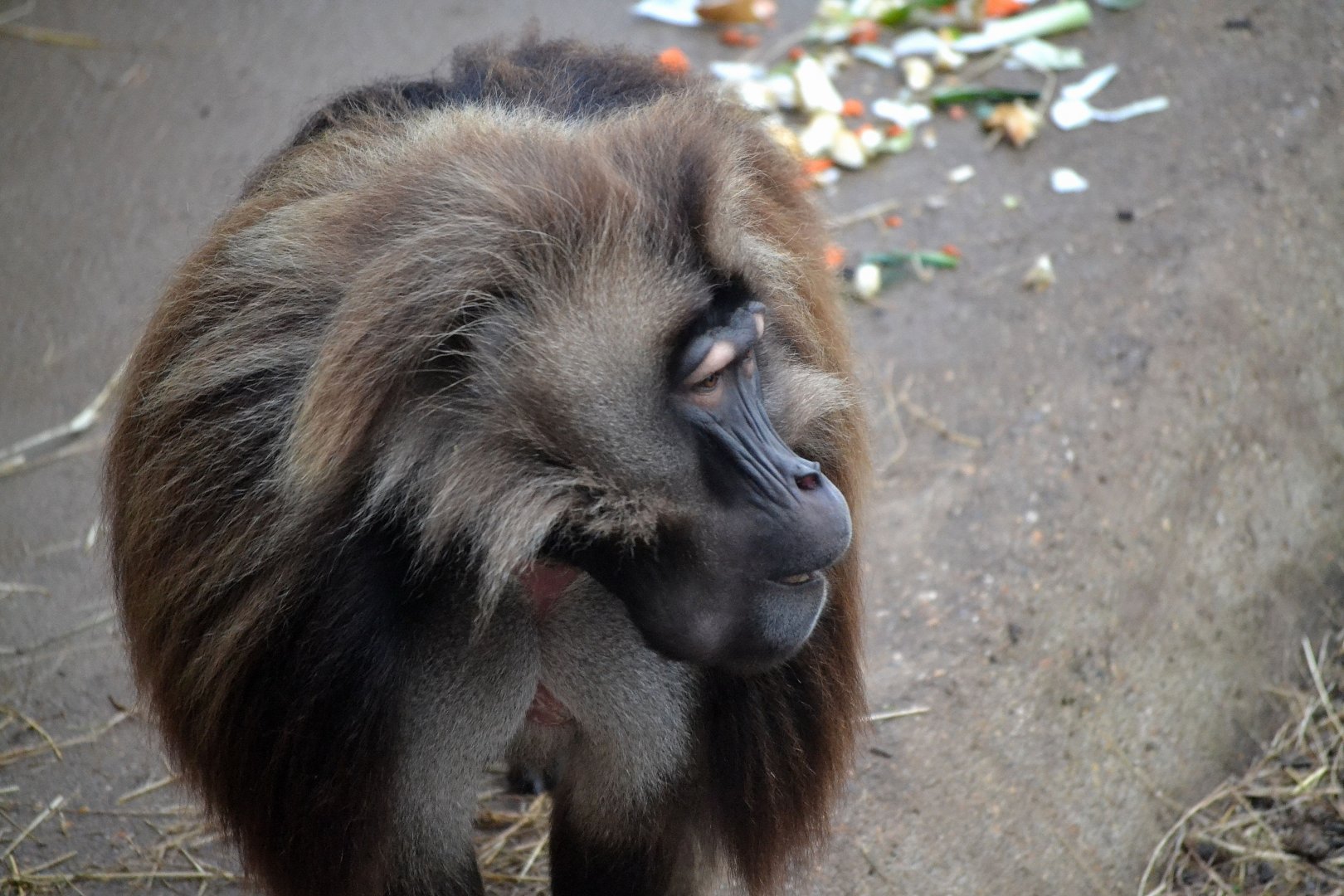 Gelada Baboon - March 2017