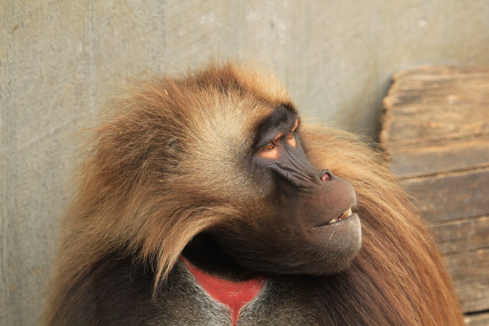 Gelada Baboon (May 2018)