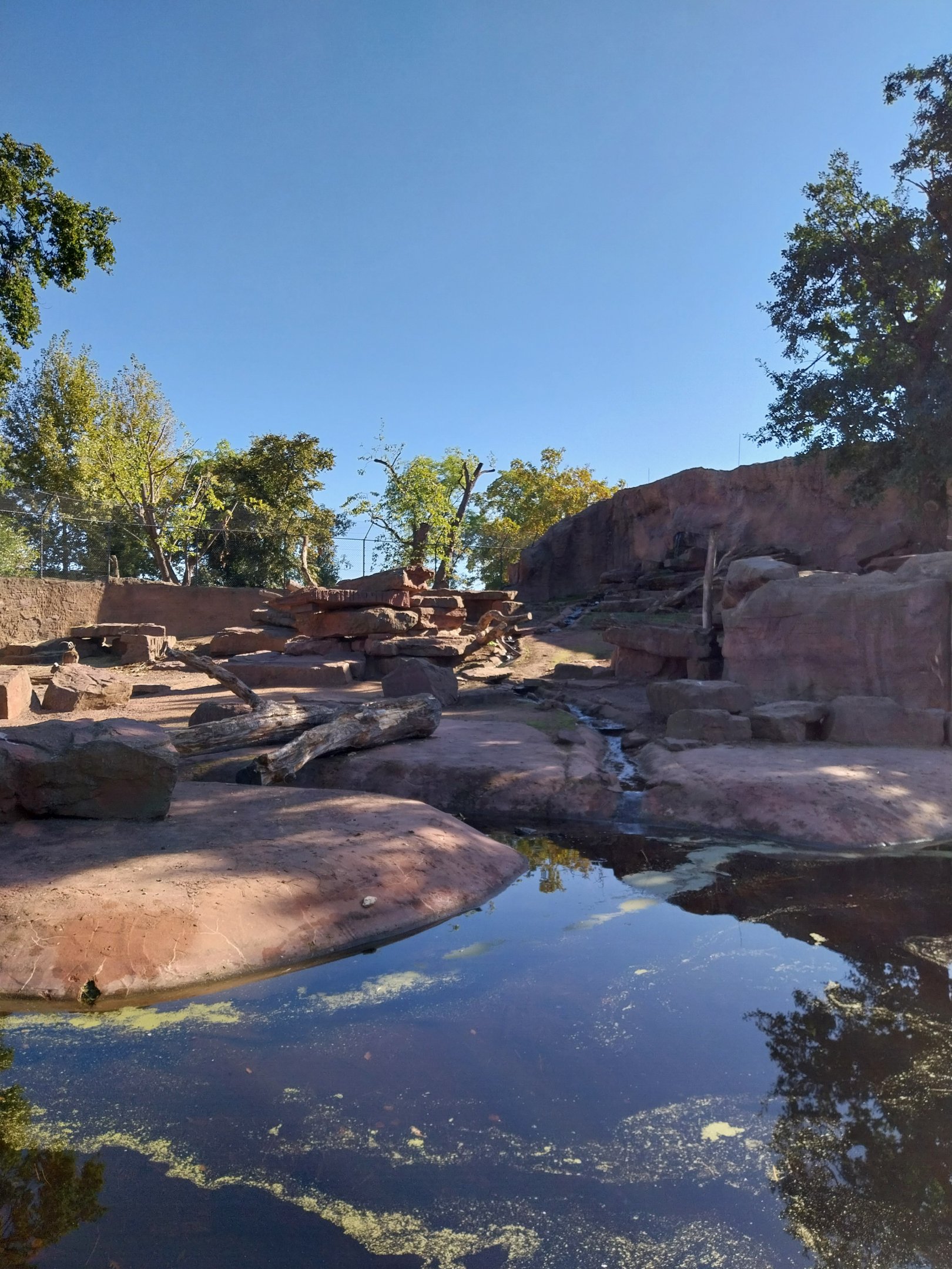 Gelada Baboon & Nubian Ibex enclosure