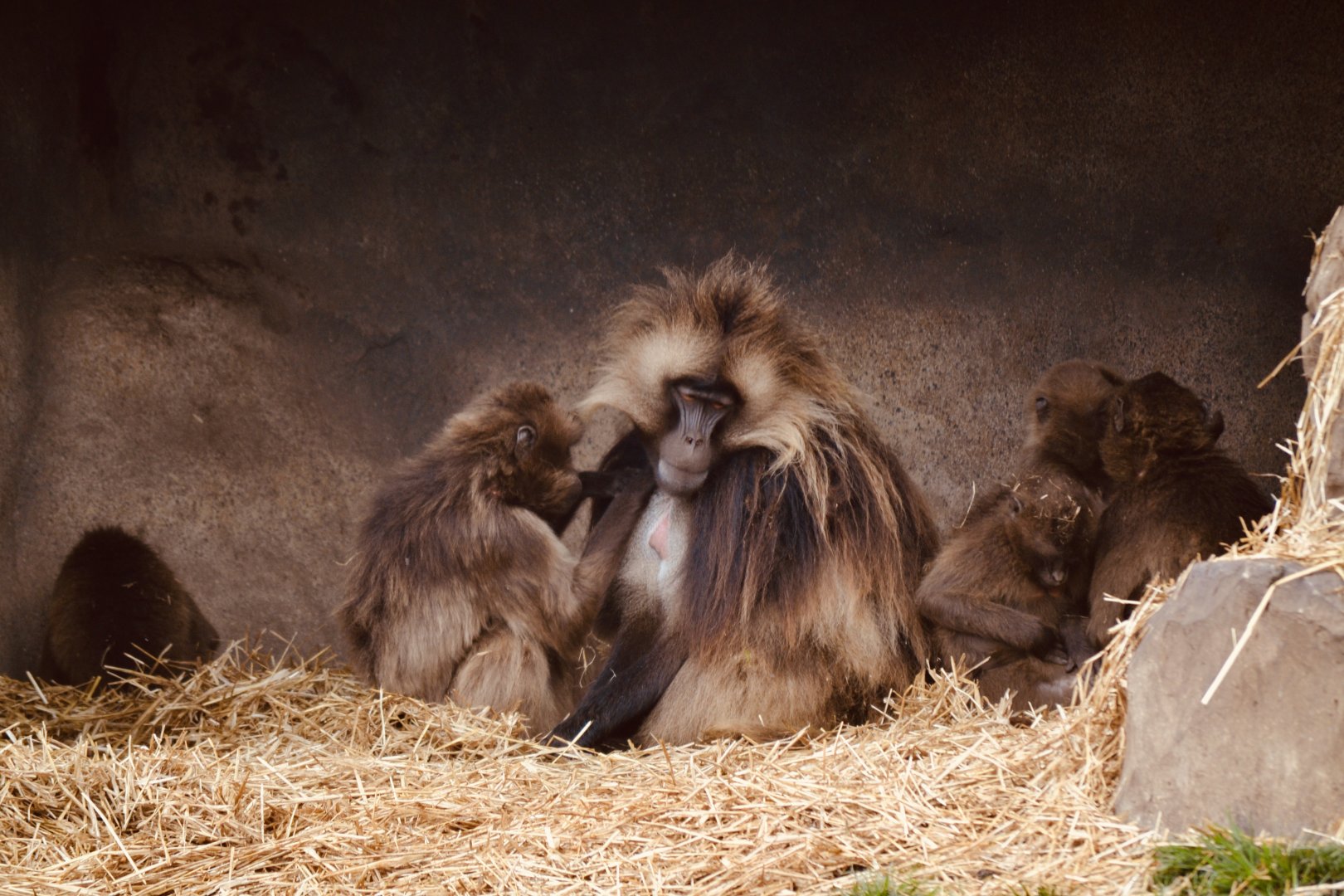 Gelada Baboon - October 2020