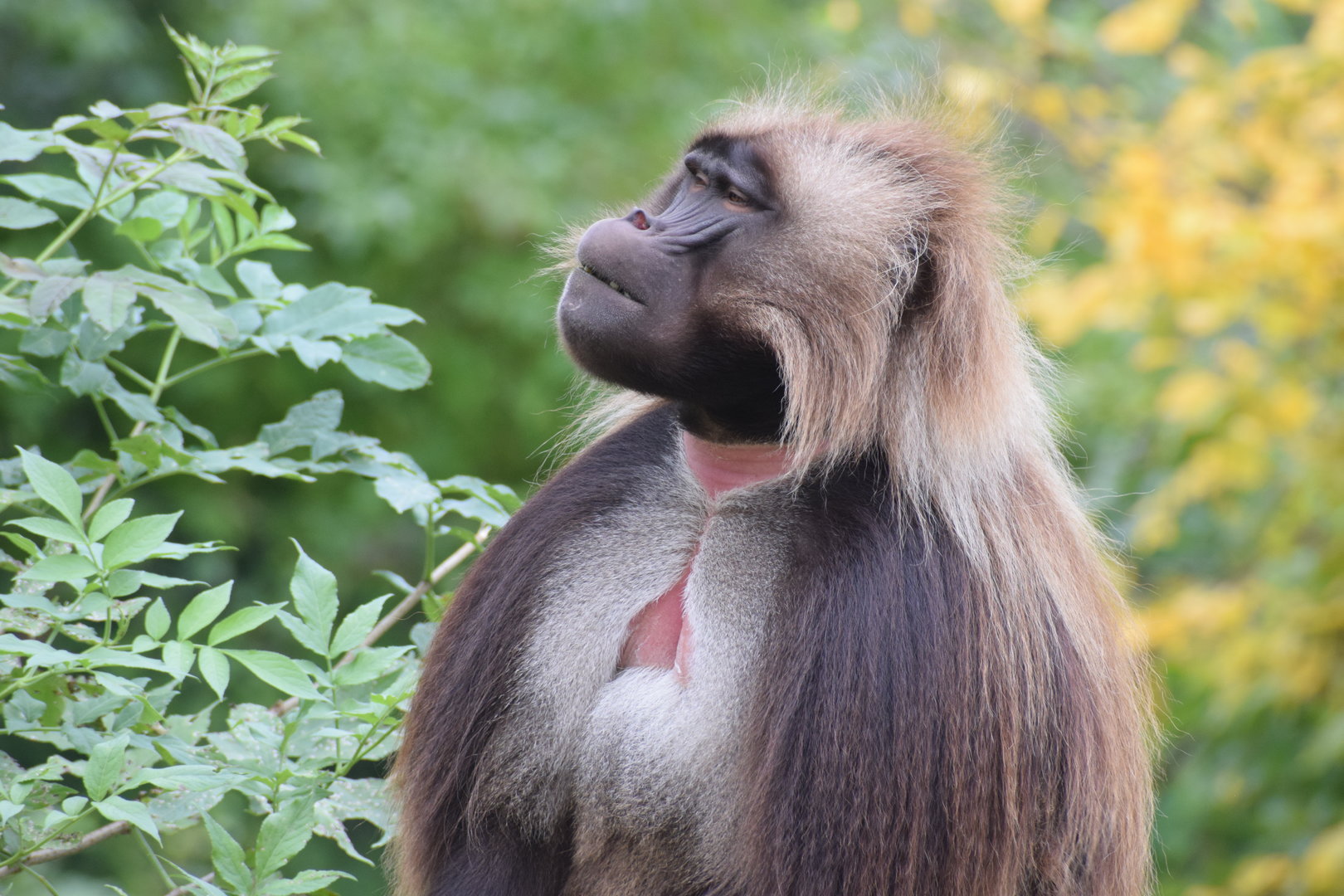 Gelada baboon - October 2023
