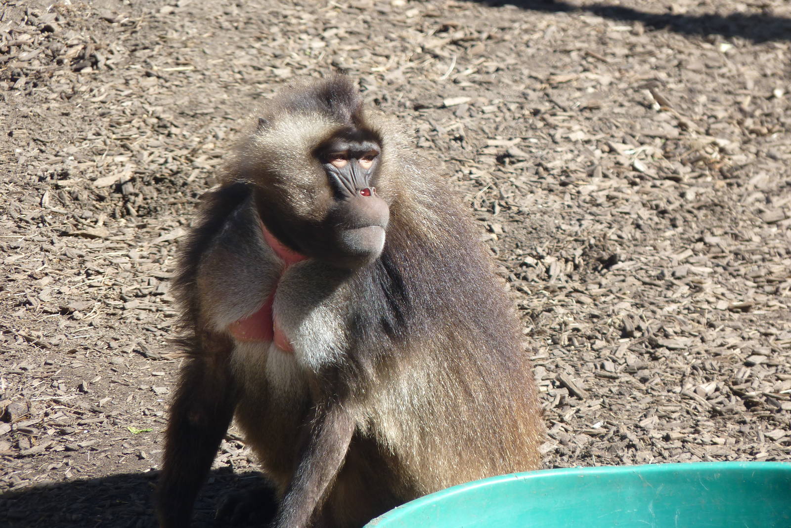 Gelada Baboon, September 2016