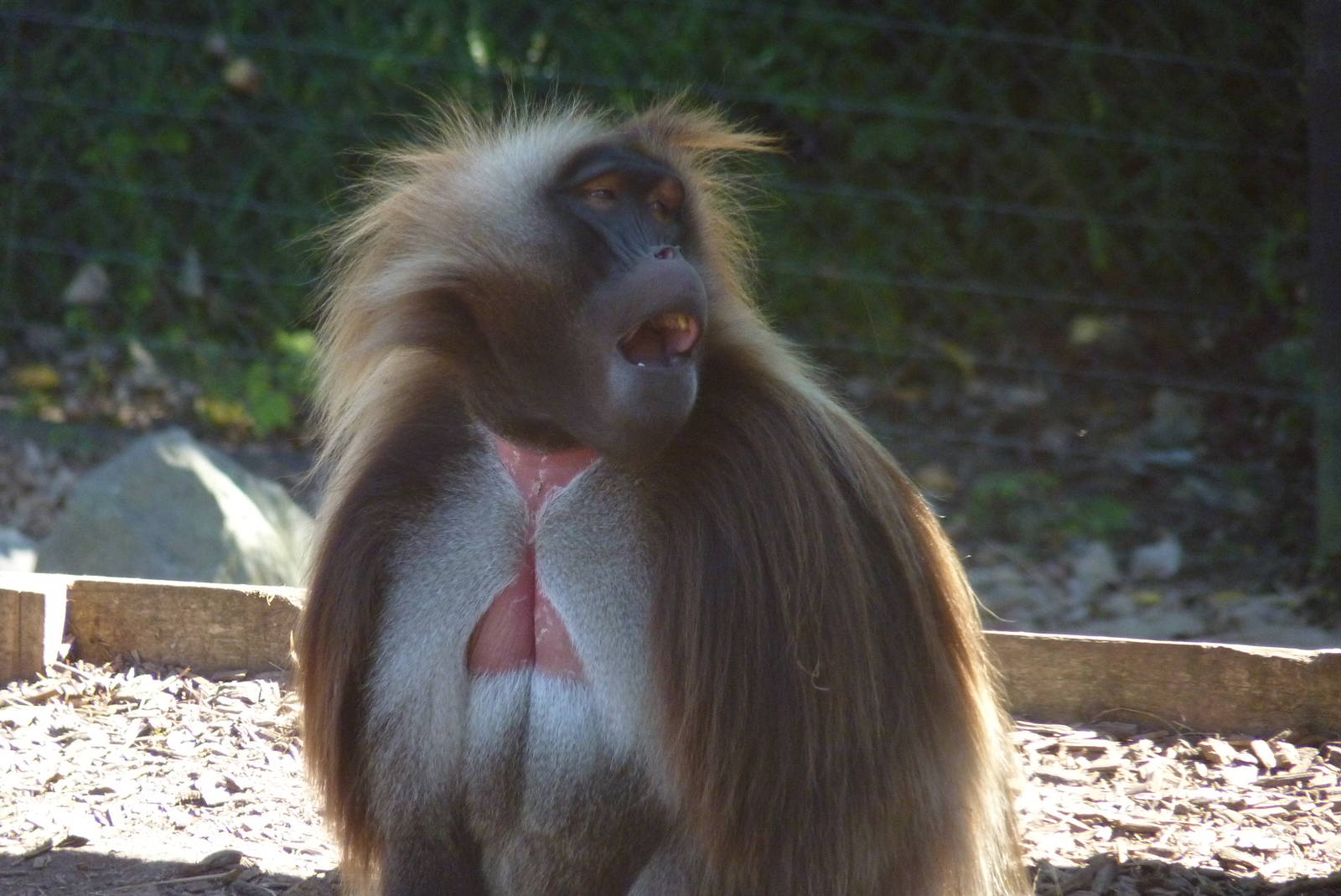 Gelada Baboon, September 2016