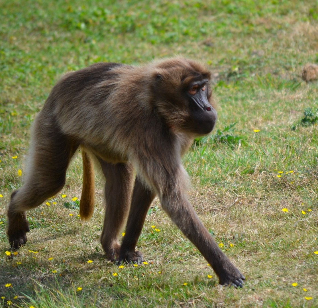 Gelada Baboon - September 2016