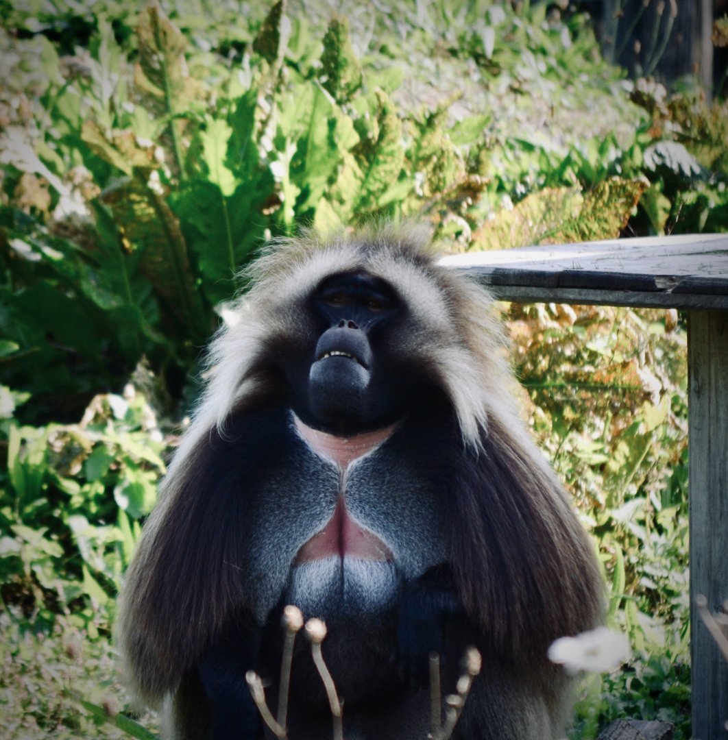 Gelada Baboon - September 2020