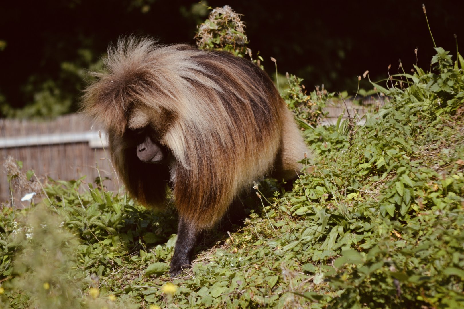Gelada Baboon - September 2020