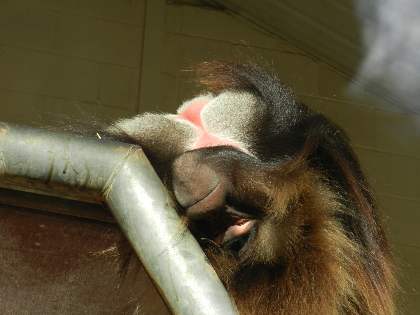Gelada Baboon (Theropithecus gelada) at Banham Zoo, England