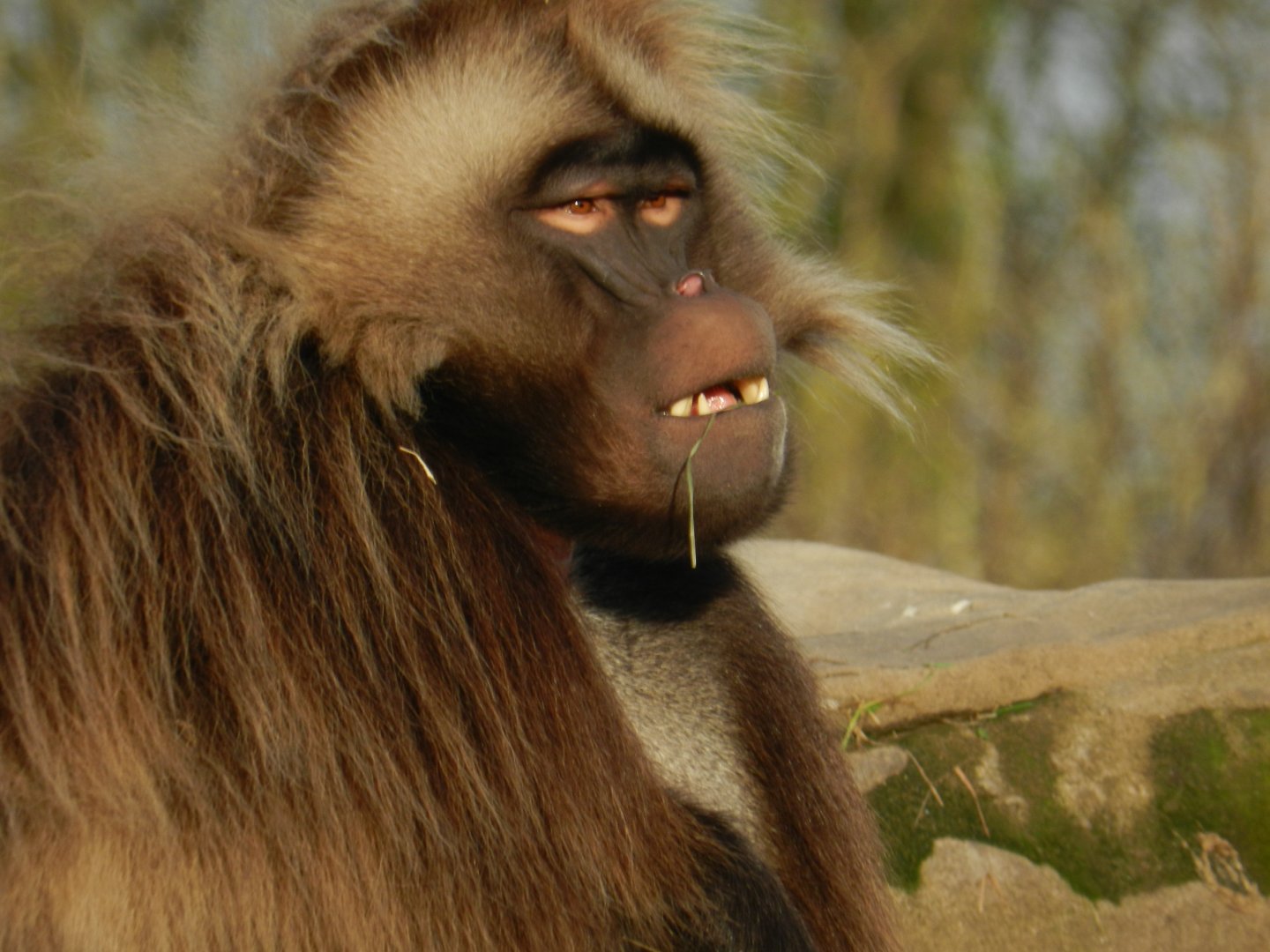 Gelada Baboon (Theropithecus gelada) at The Wild Place Project, England