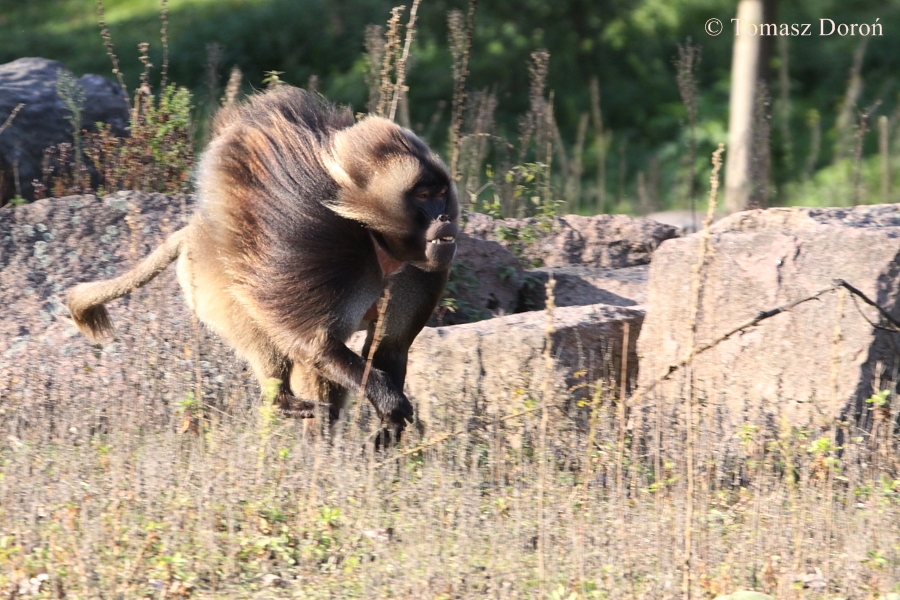 Gelada Baboon (Theropithecus gelada) - male.