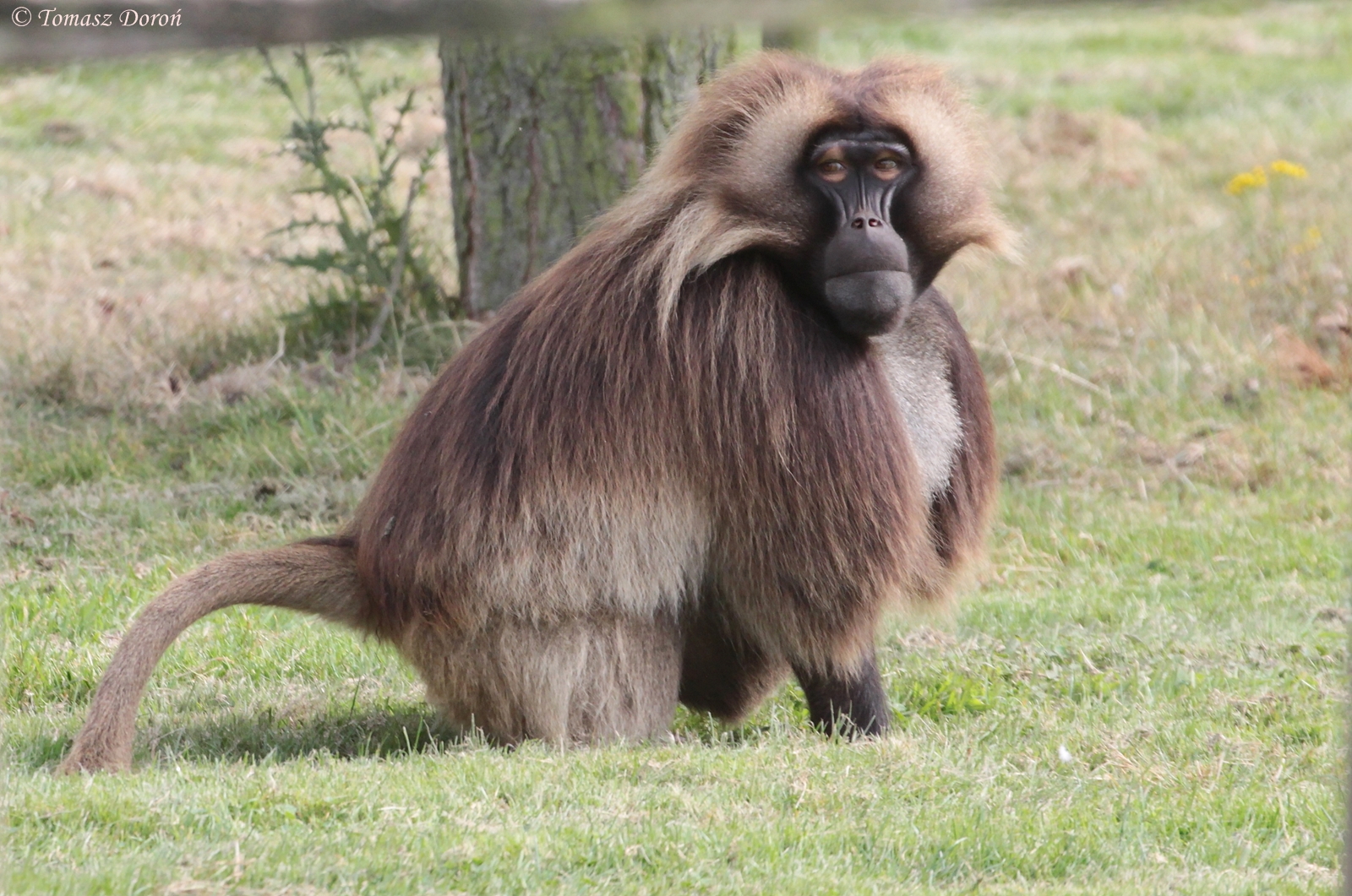 Gelada Baboon (Theropithecus gelada) male