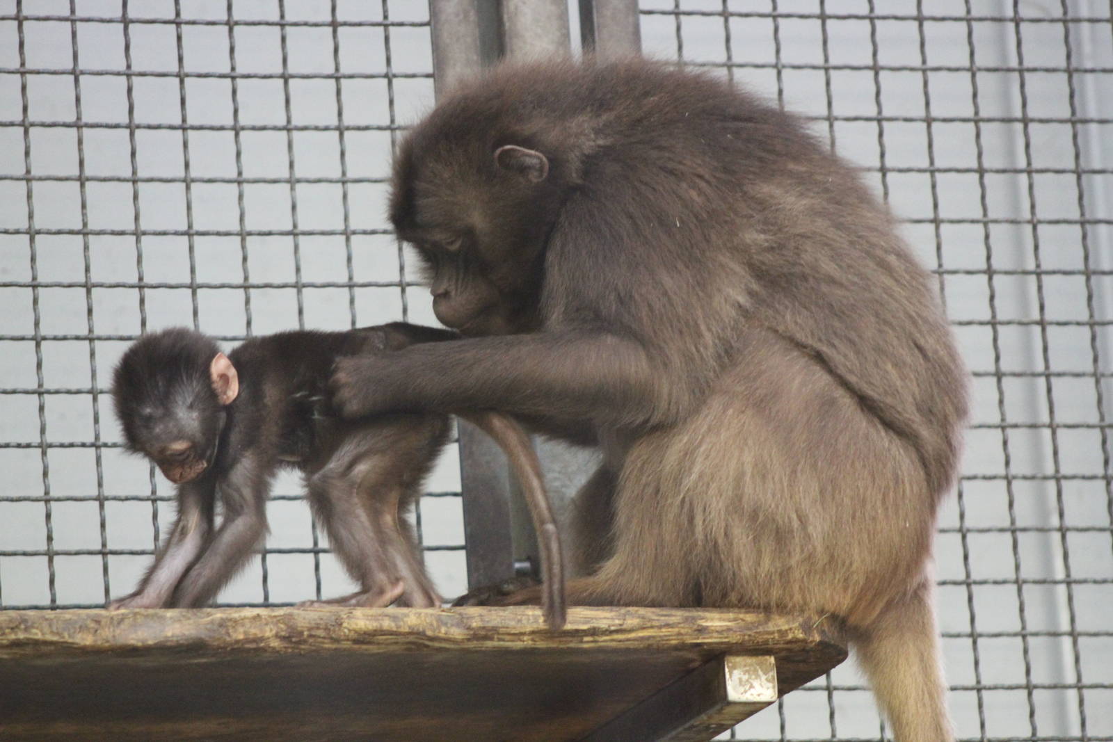 Gelada Baboon (Theropithecus gelada)