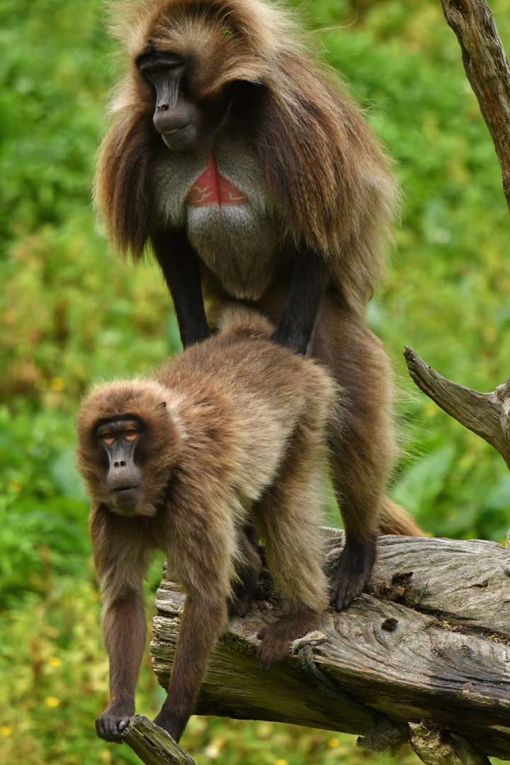Gelada baboon (Theropithecus gelada)