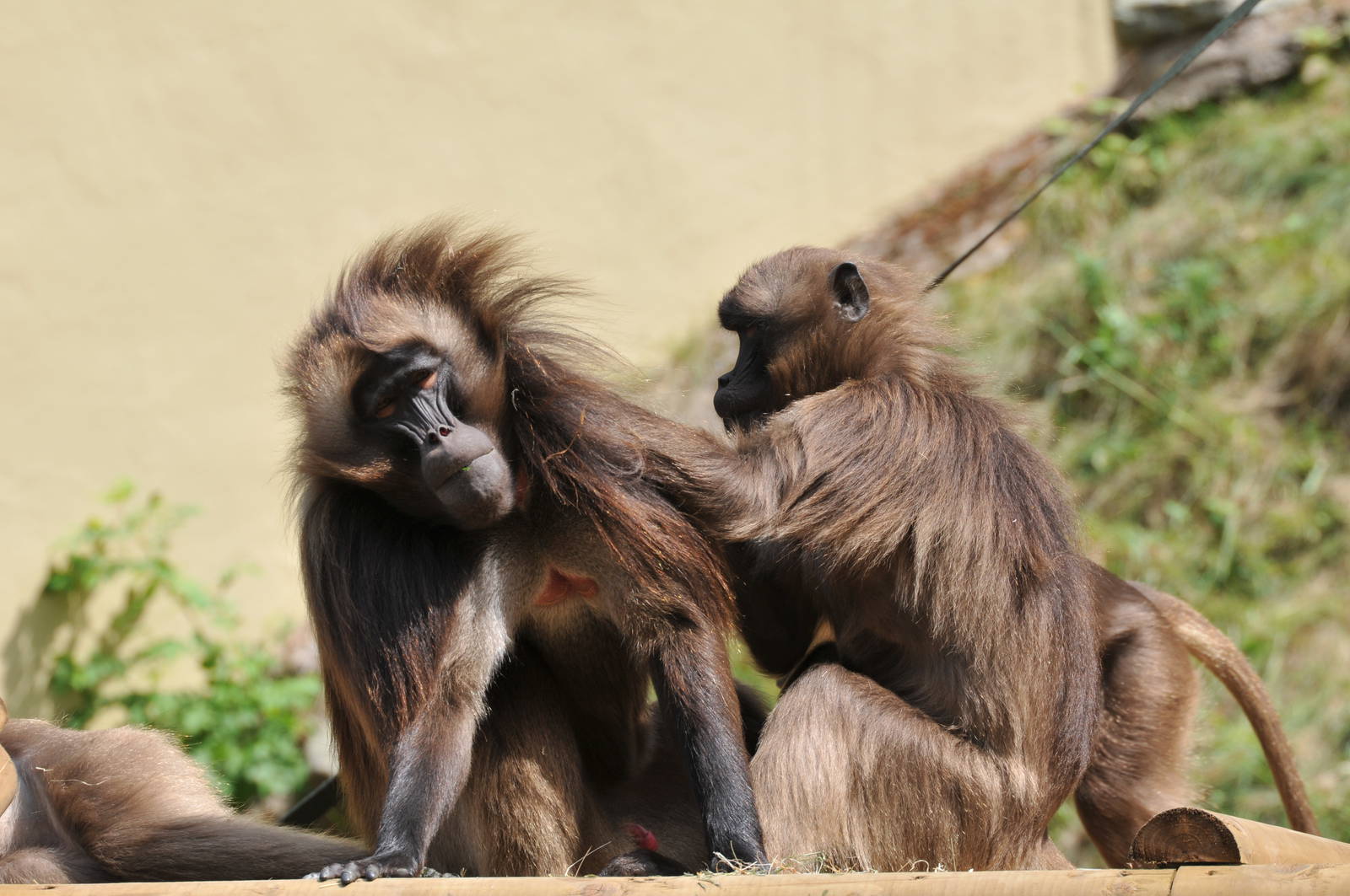 GELADA BABOON