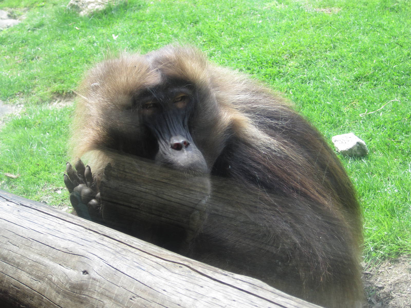 Gelada Baboon