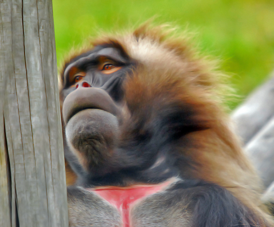 Gelada Baboon
