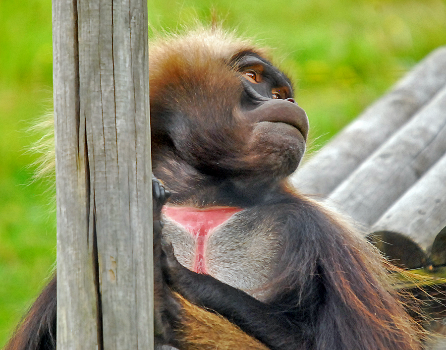 Gelada Baboon