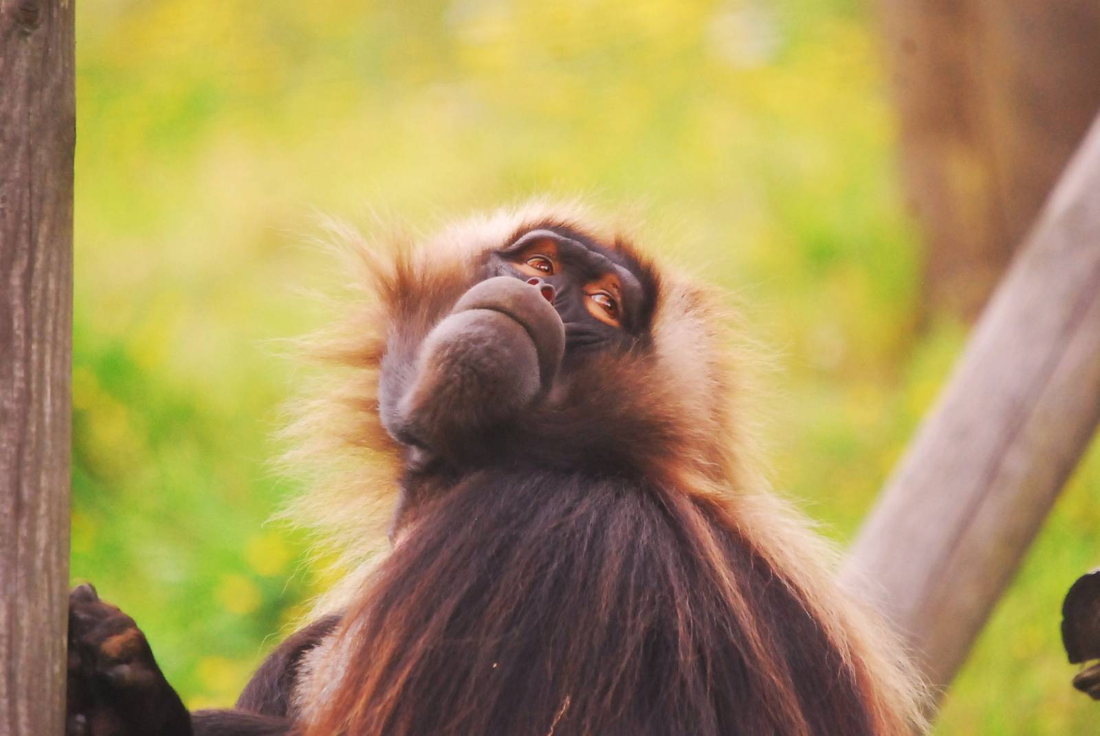Gelada Baboon