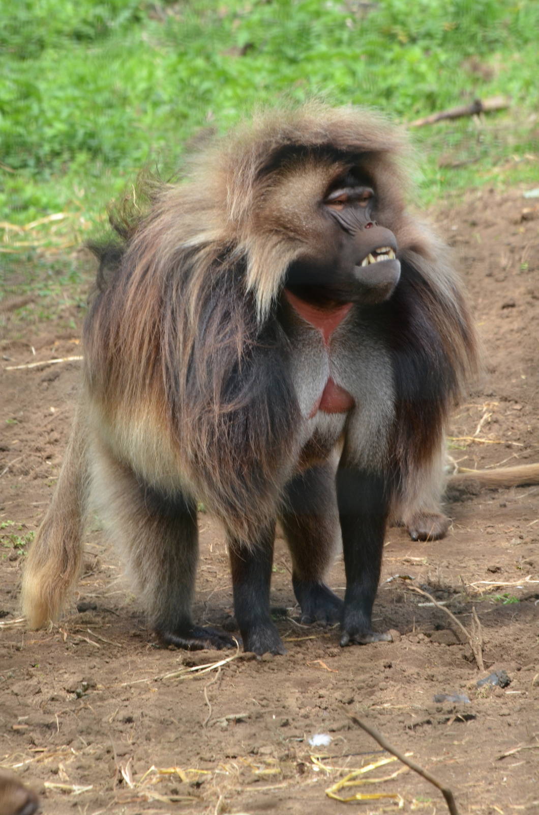 Gelada Baboon