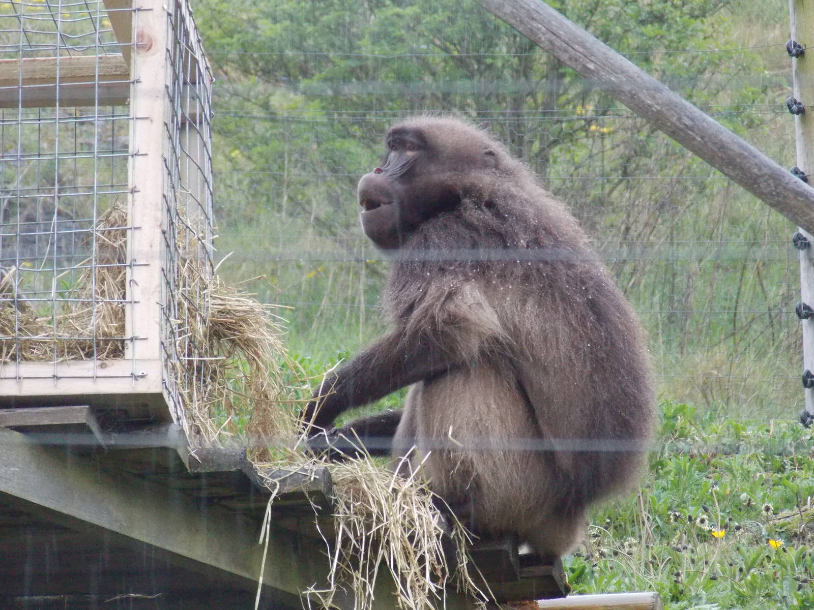 Gelada Baboon