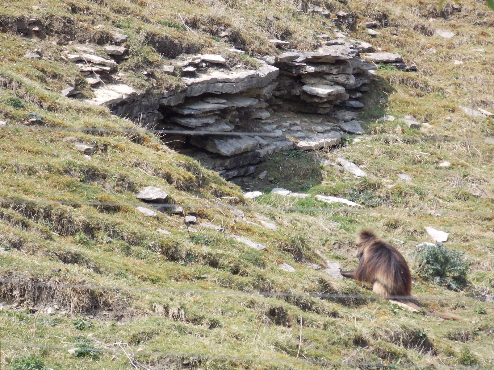 Gelada Baboon